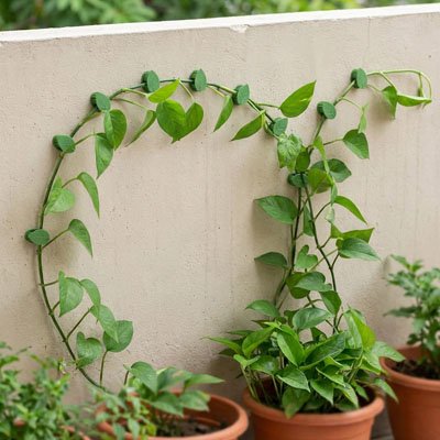 Support plante grimpante