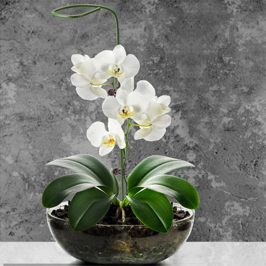 Support plante intérieur