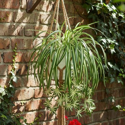 Plante artificielle tombante