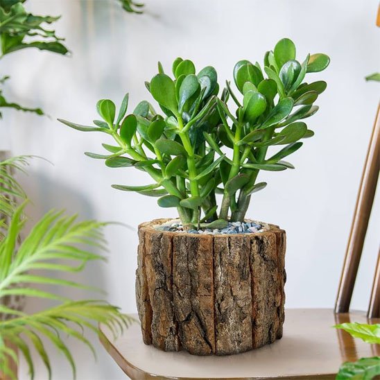Pot de fleur interieur 