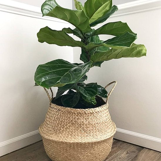 Pot de fleur 