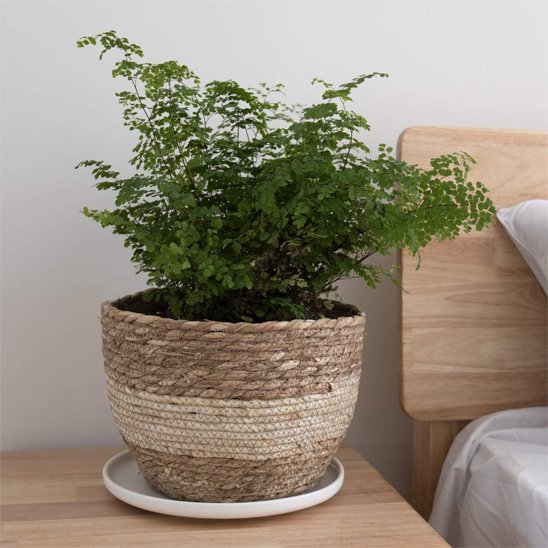 Pot de fleur 