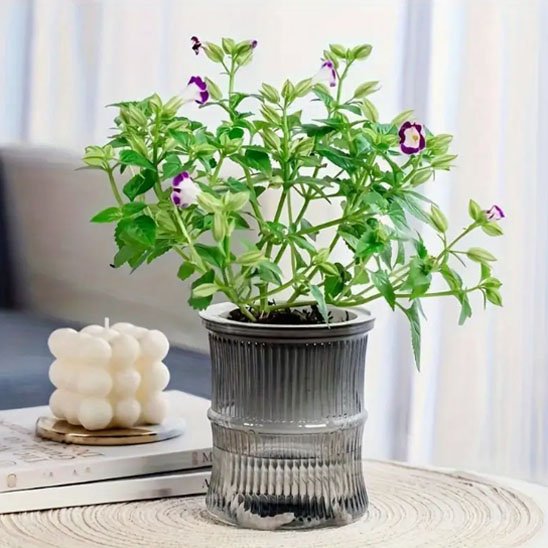 Pots de fleurs 