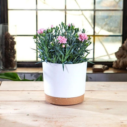 Pots de fleurs