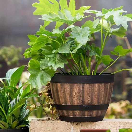 Pots de fleurs 