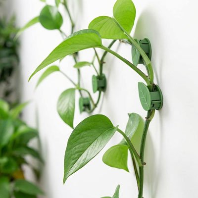 Support plante grimpante 
