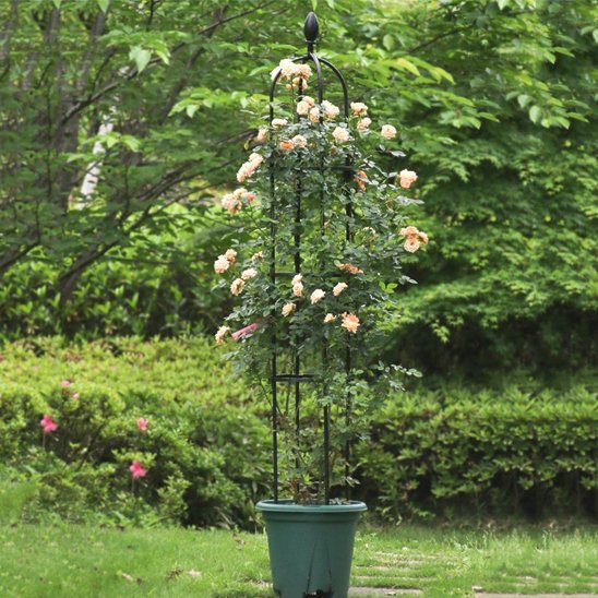 Support plante grimpante