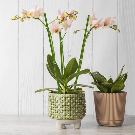 Support plante intérieur