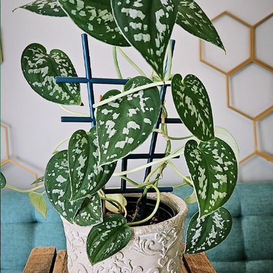 Supports pour plantes 