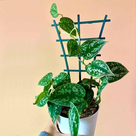 Supports pour plantes 