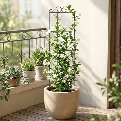 Treillis pour plante grimpante 