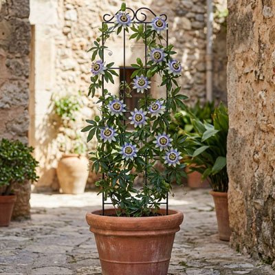 Treillis pour plante grimpante 