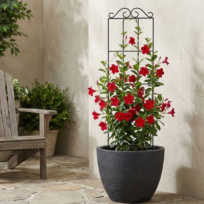 Treillis pour plante grimpante 