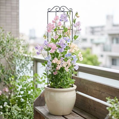 Treillis pour plante grimpante 