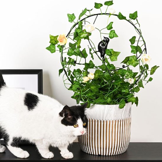 Tuteur plante grimpante