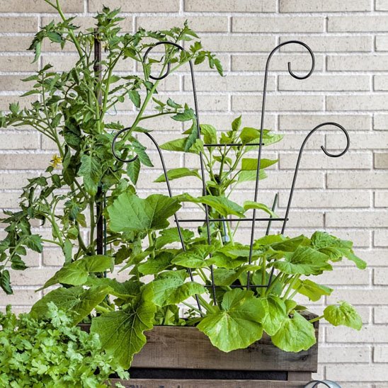 Tuteur plante grimpante
